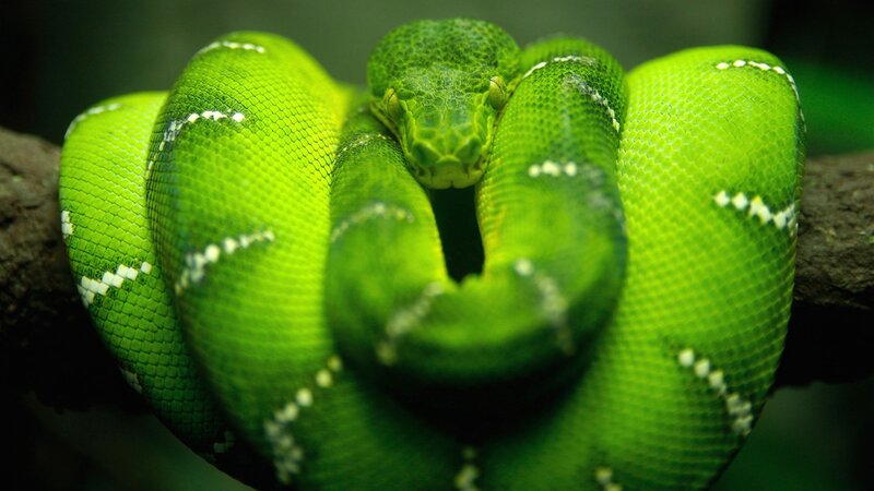 Green Tree Python — Calm, Photograph