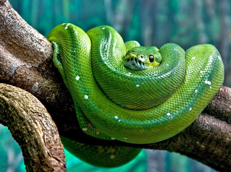 Green Tree Python — Calm, Photograph, Tree Branch