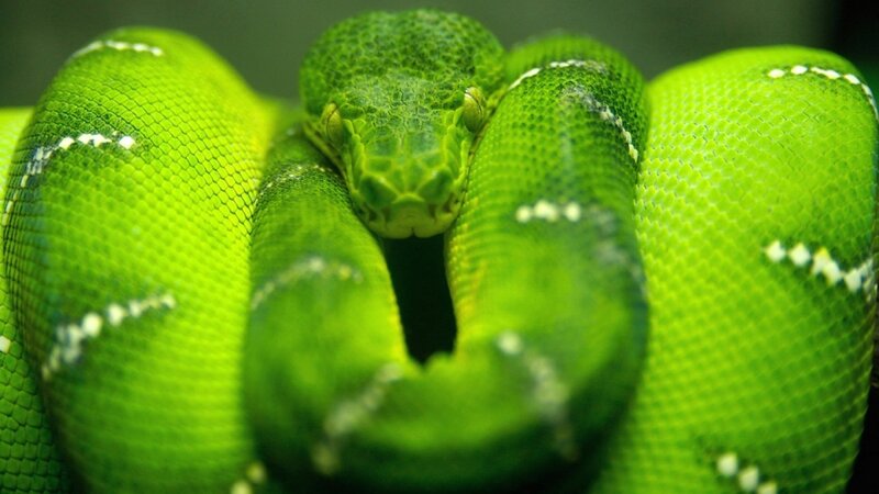 Green Tree Python — Calm, Scales