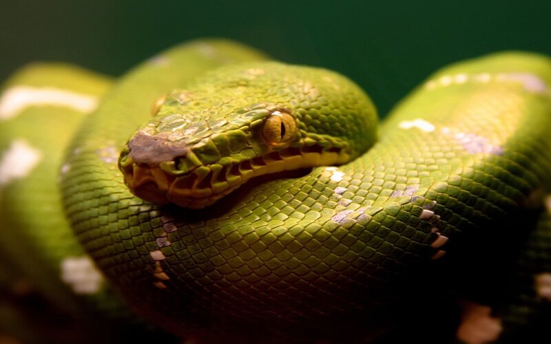 Green Tree Python — Calm, Snake