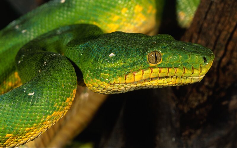 Green Tree Python — Calm, Tree Trunk