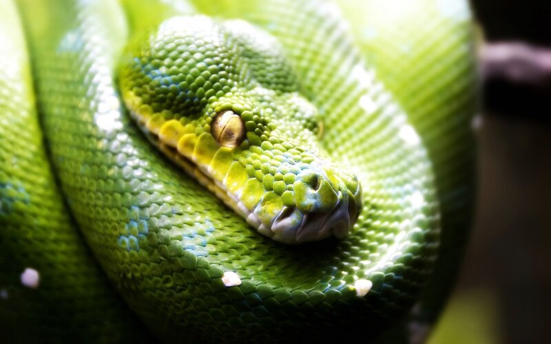 Green Tree Python — Calm, Yellow