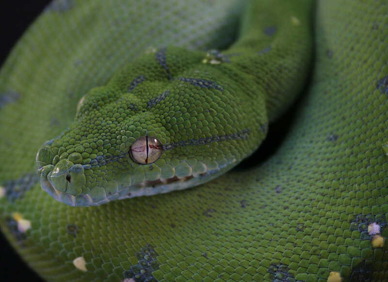 green tree python close-up