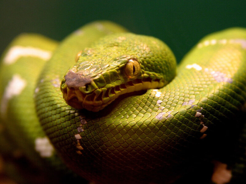 green tree python coiled