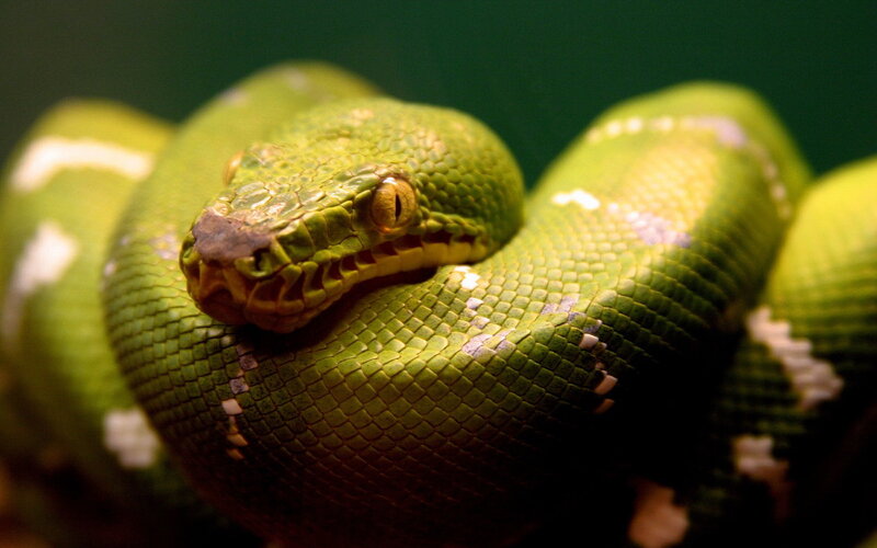 green tree python coiled