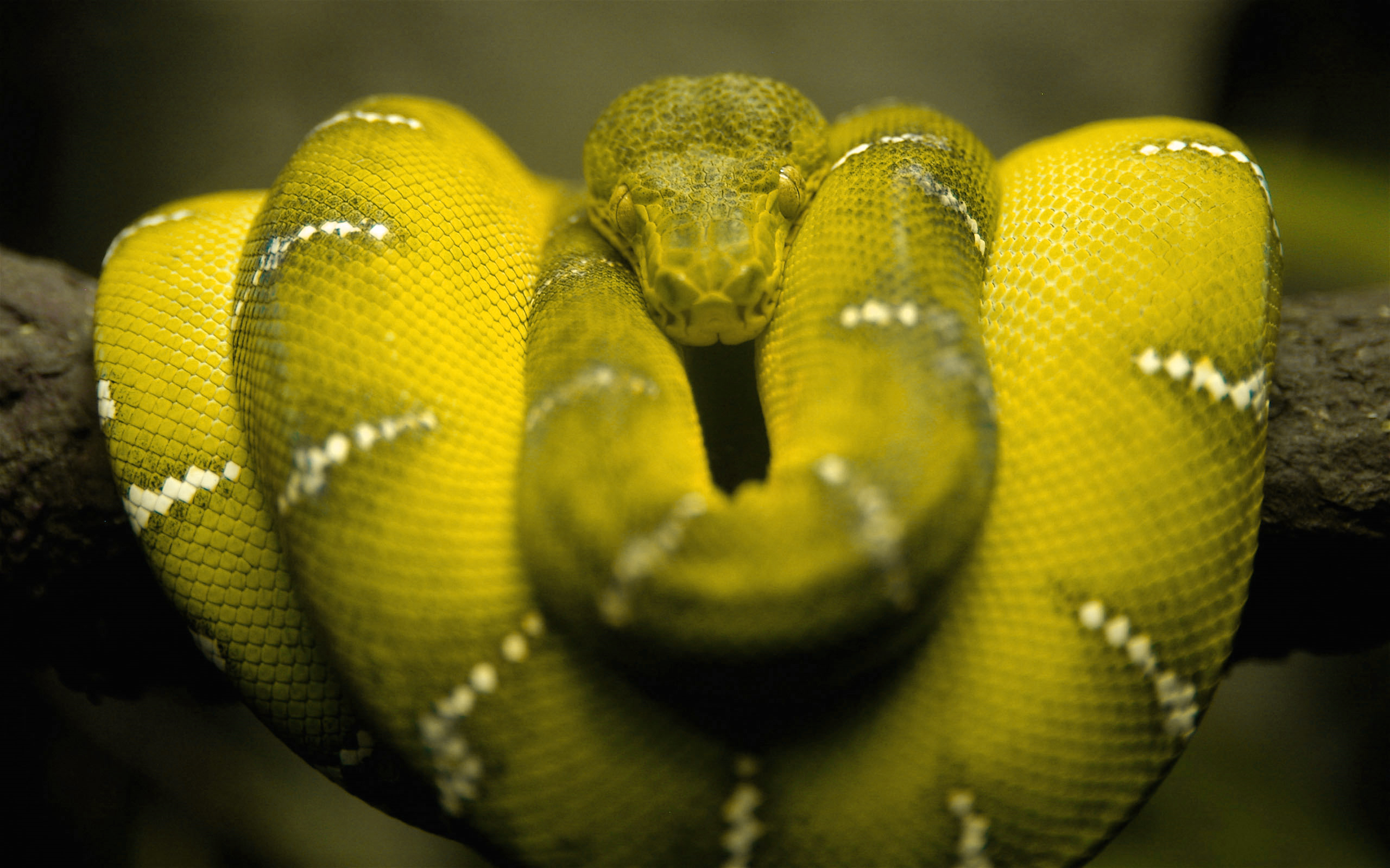green tree python coiled