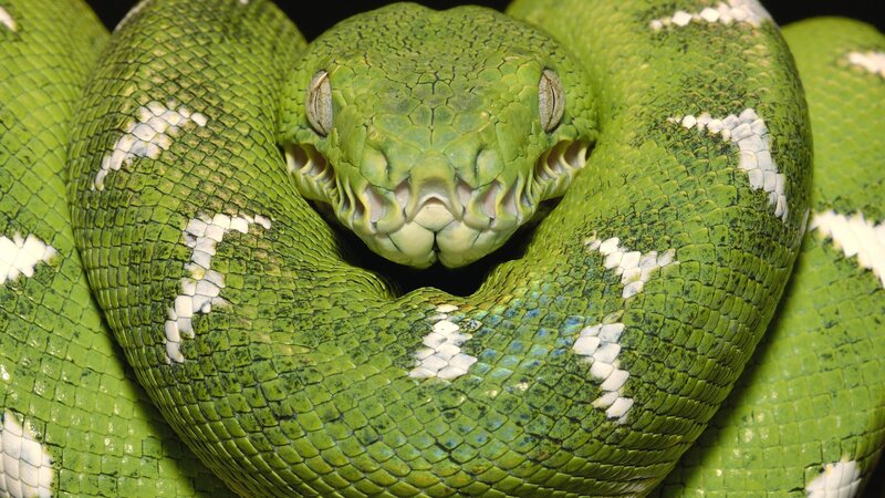 Green tree python coiled