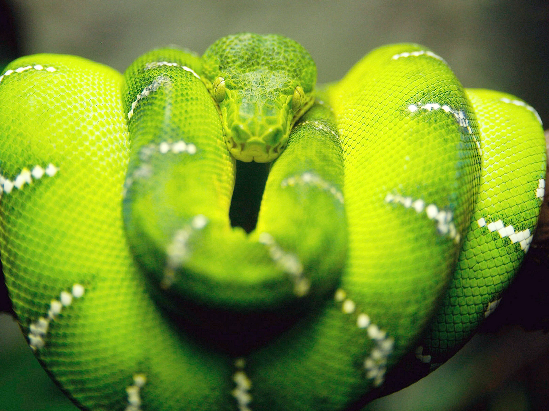 green tree python coiled