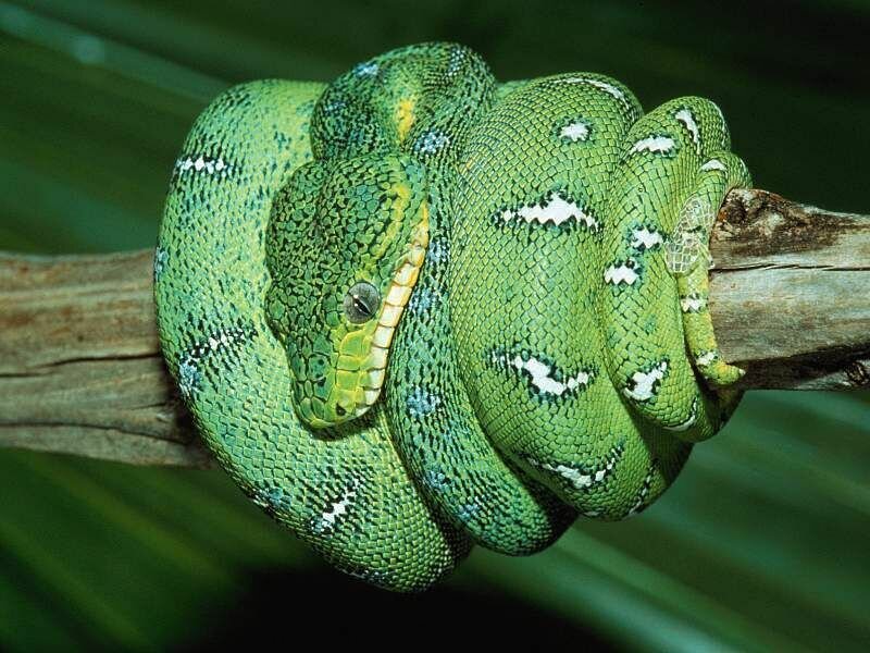 Green Tree Python Coiled — Calm, Photograph, Branch, Leaf