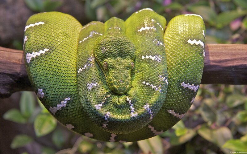 Green Tree Python Coiled — Calm, Photograph, Branch, Leaves
