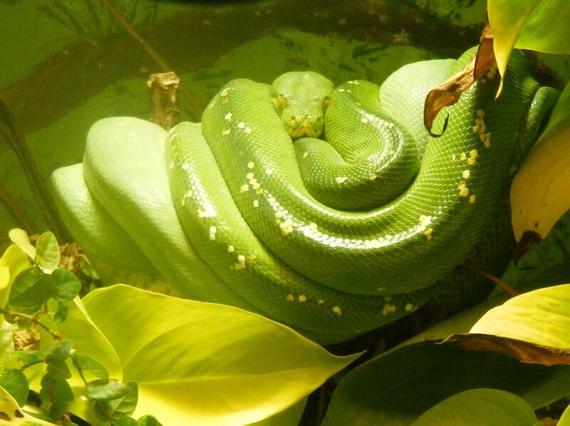 Green Tree Python Coiled — Calm, Photograph, Leaves