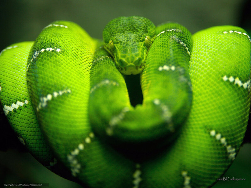 Green Tree Python Coiled — Calm, Photograph, Snake