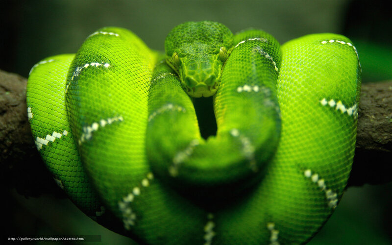 Green Tree Python Coiled — Calm, Photograph