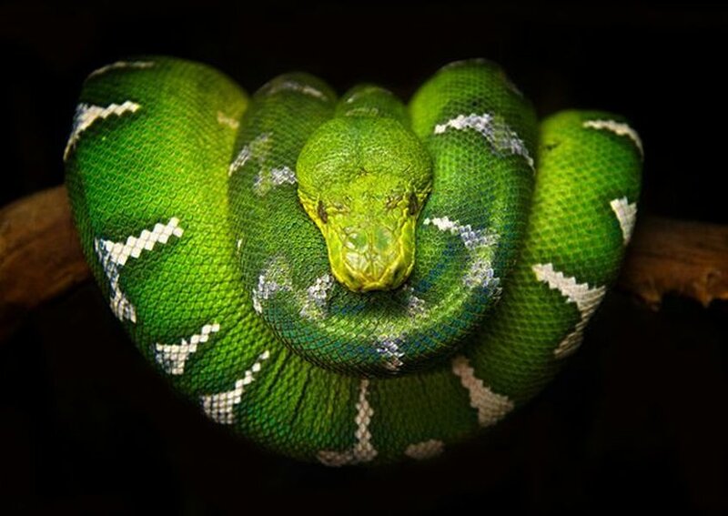 Green Tree Python Coiled — Calm