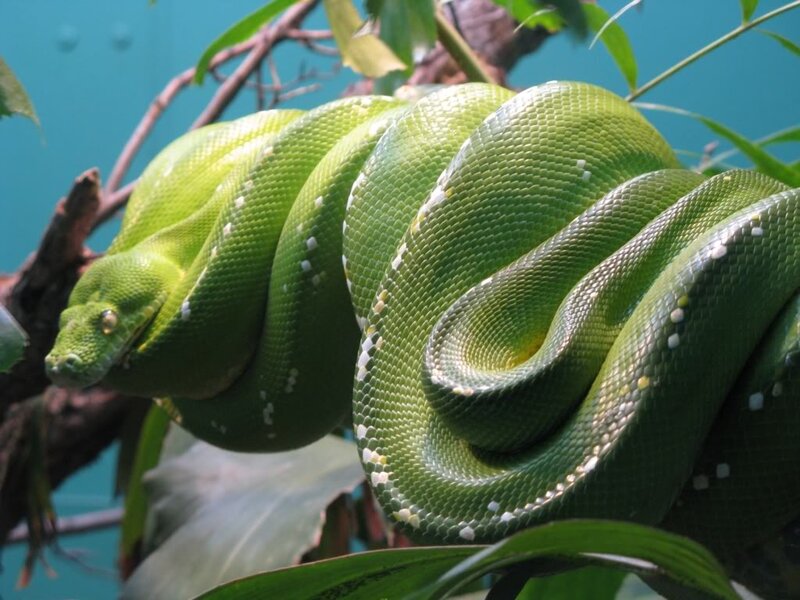 Green tree python coiled on branch