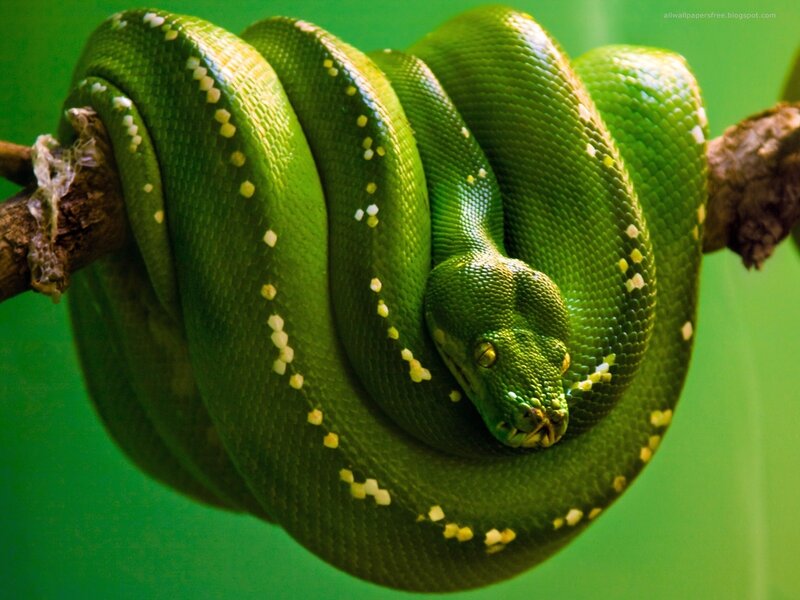 green tree python coiled on branch
