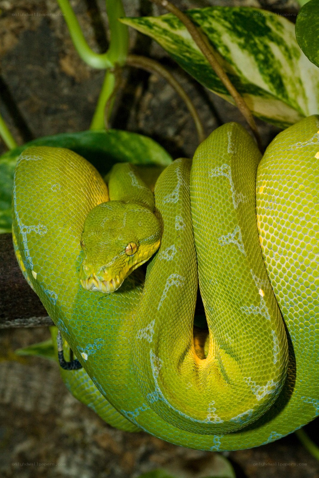 Green tree python coiled on branch