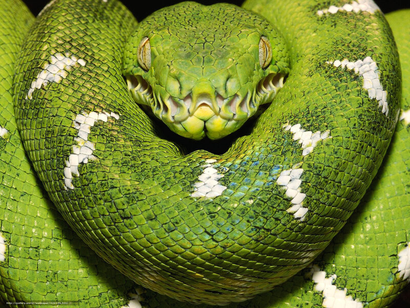 Green tree python coiled