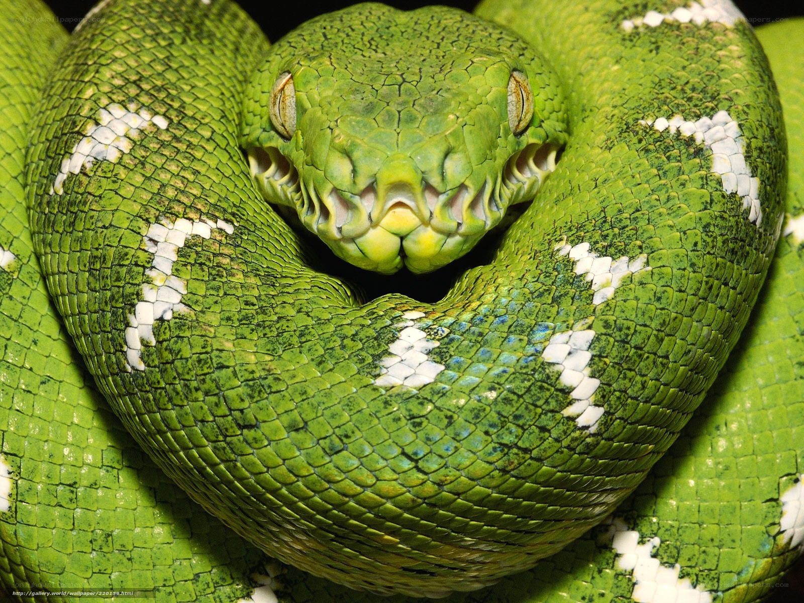 Green tree python coiled