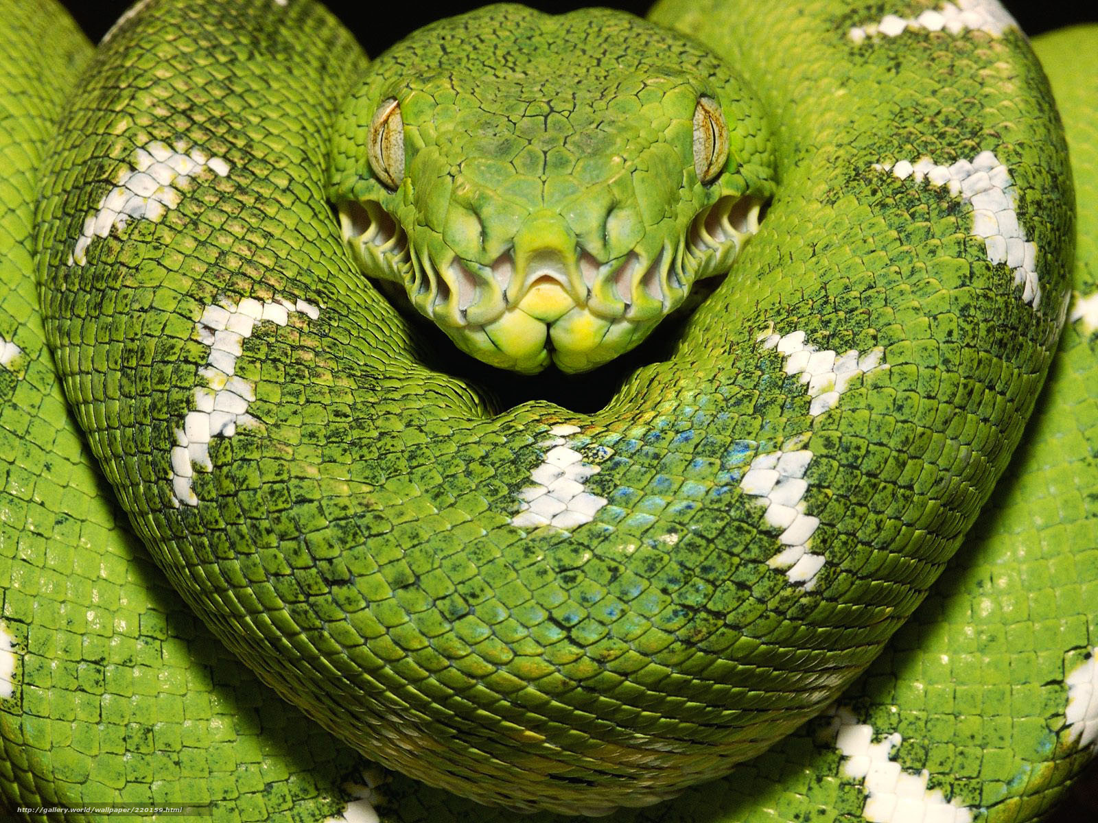 Green tree python coiled