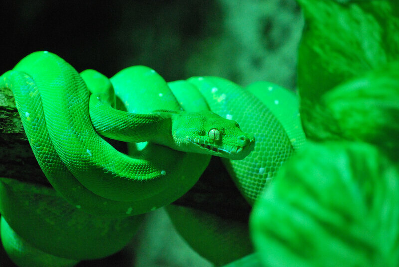 Green Tree Python — Dark