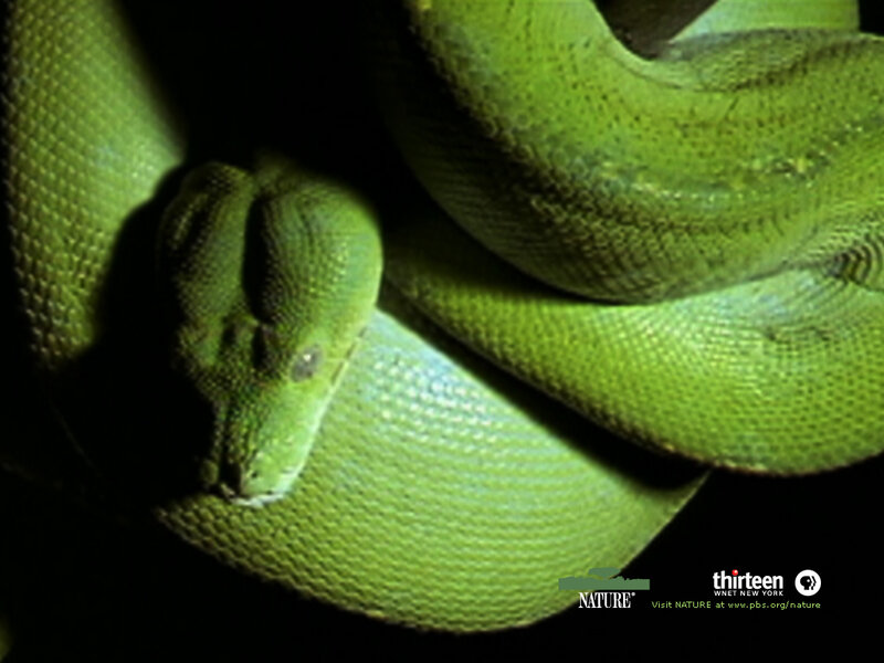 Green Tree Python — Dramatic, Night, Photograph, Snake
