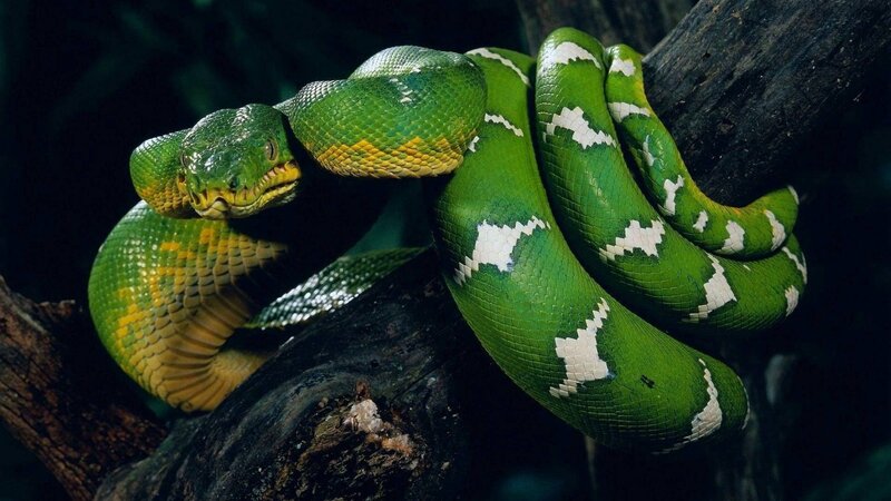 Green Tree Python — Dramatic, Night, Photograph