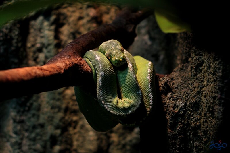Green Tree Python — Dramatic, Photograph, Branch, Rock