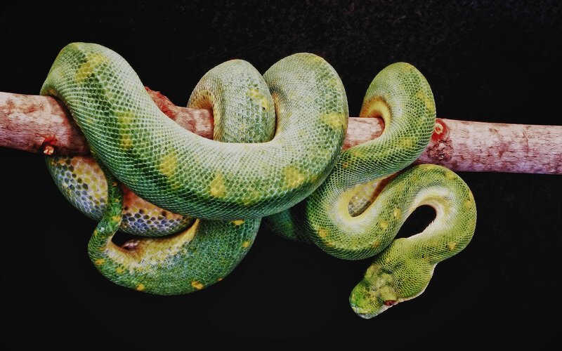 Green Tree Python — Dramatic, Photograph, Branch