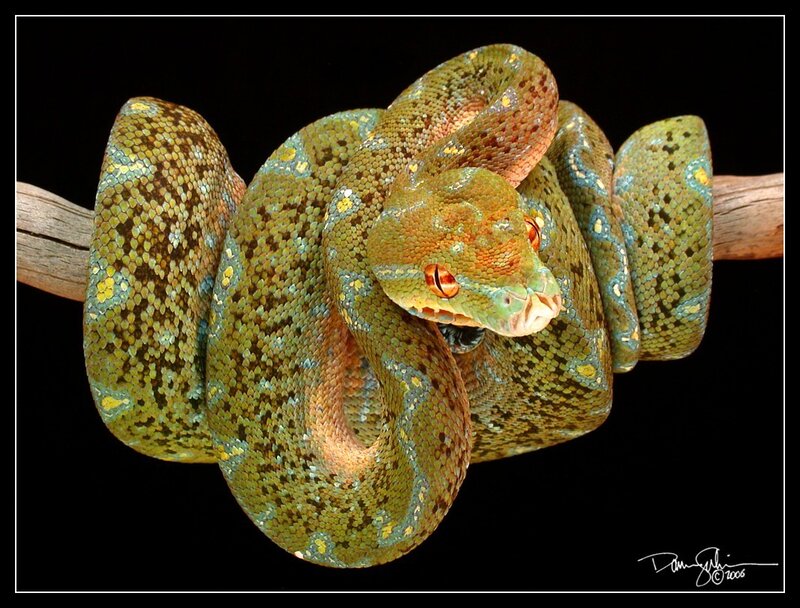 Green Tree Python — Dramatic, Photograph, Snake, Branch, Black Background
