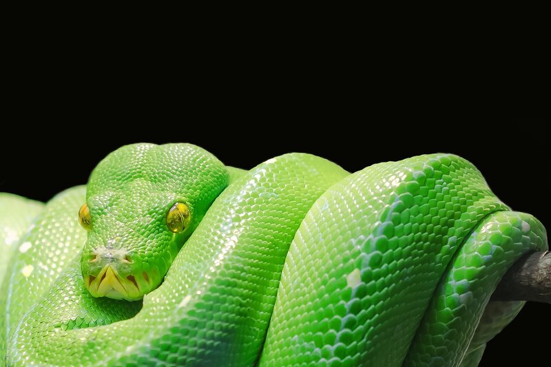 Green Tree Python — Dramatic, Photograph, Snake, Branch