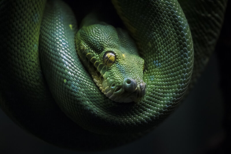 Green Tree Python — Dramatic, Photograph, Snake, Eyes