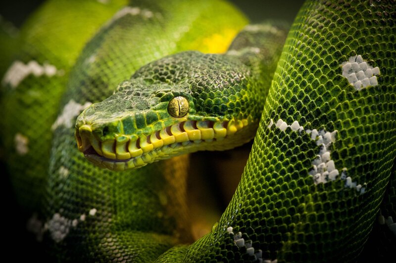Green Tree Python — Dramatic, Photograph, Snake, Scales, Eyes