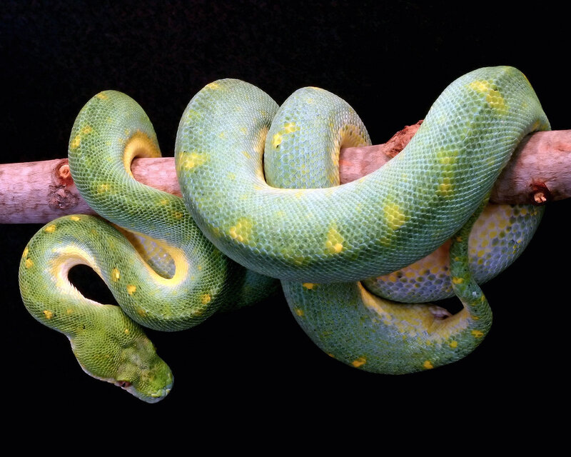 Green Tree Python — Dramatic, Photograph