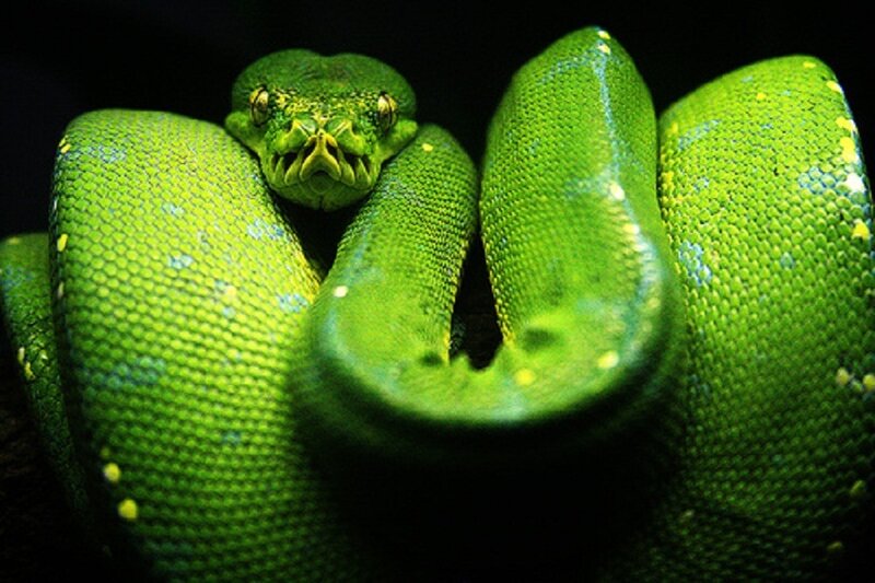 Green Tree Python — Dramatic