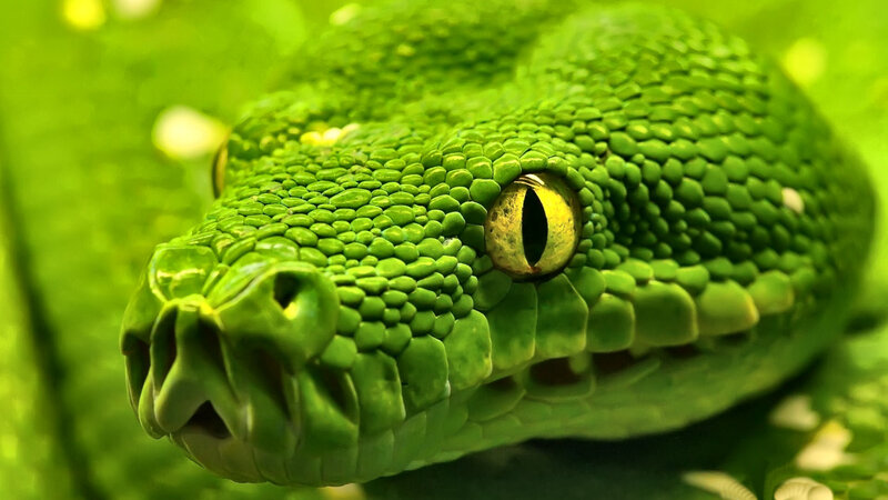 Green Tree Python — Intense, Photograph, Snake