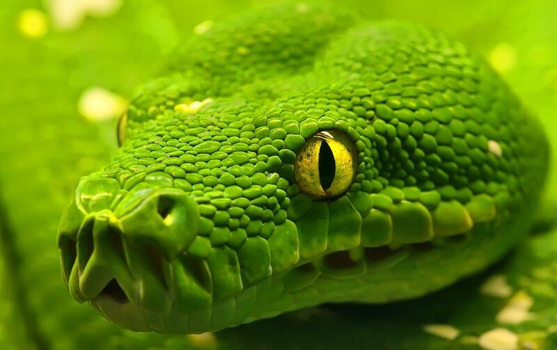 Green Tree Python — Intense, Photograph