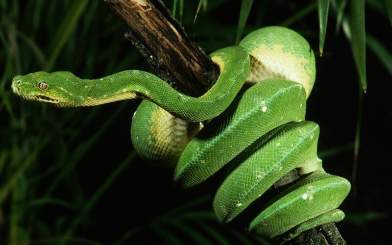 Green Tree Python — Natural, Night