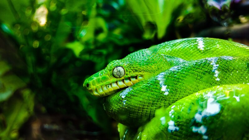Green Tree Python — Natural, Photograph, Snake