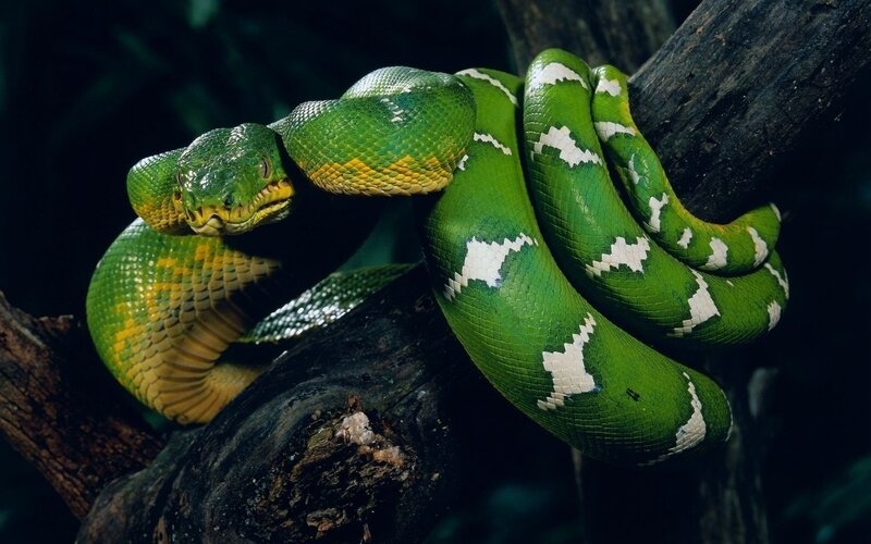 Green Tree Python — Natural, Photograph, Snake, Tree Branch