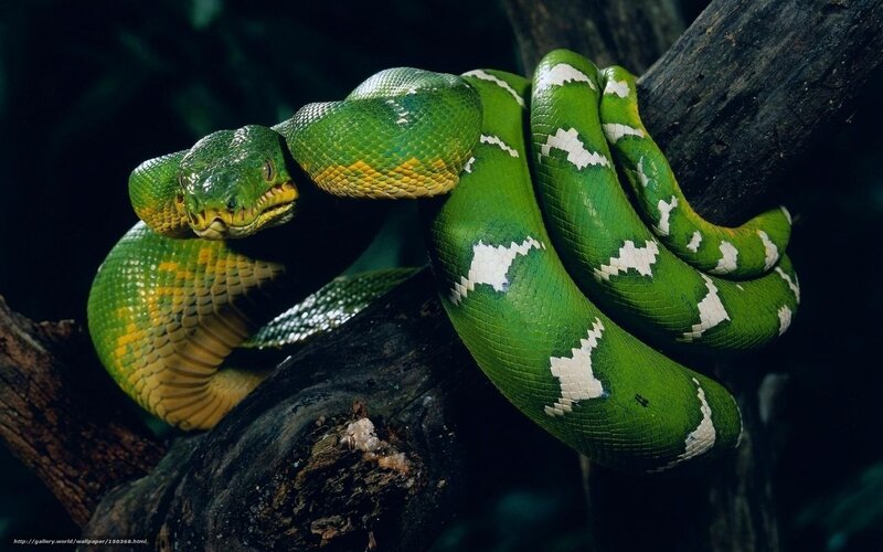 Green tree python on a branch