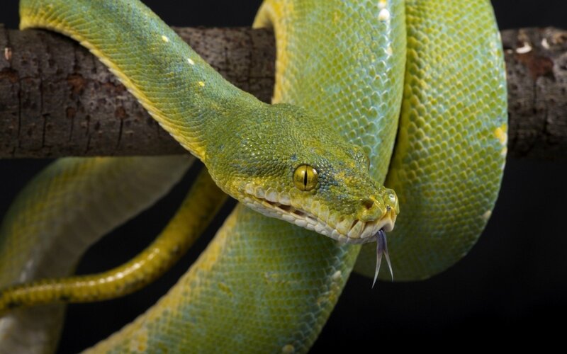 green tree python on branch