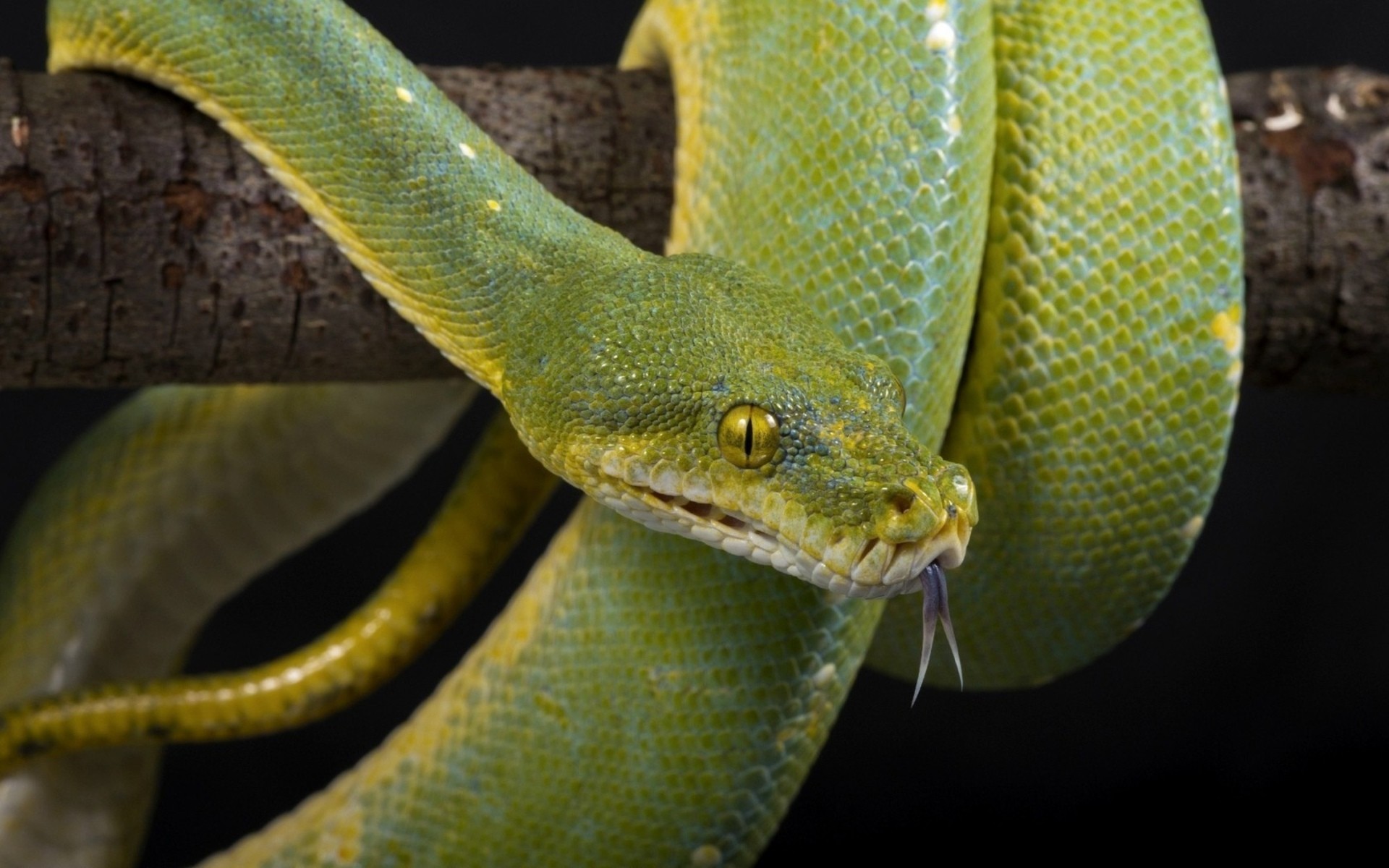 green tree python on branch