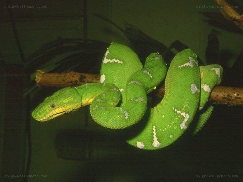 green tree python on branch