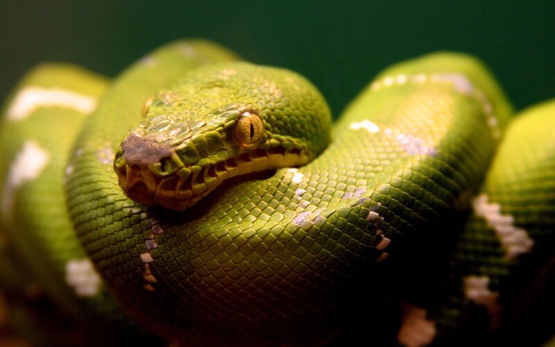 Green Tree Python — Photograph, Eyes