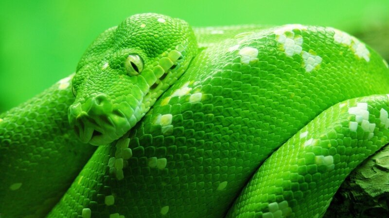 Green Tree Python — Photograph, Scales