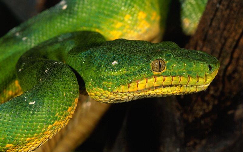green tree python snake