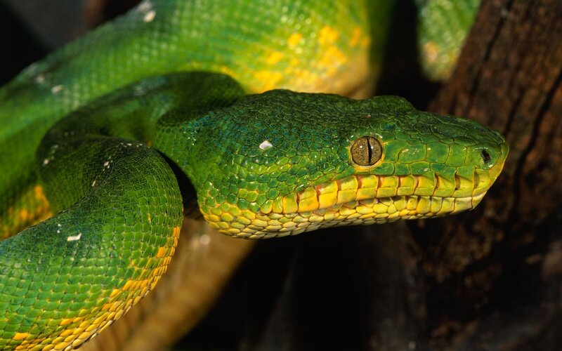 green tree python snake