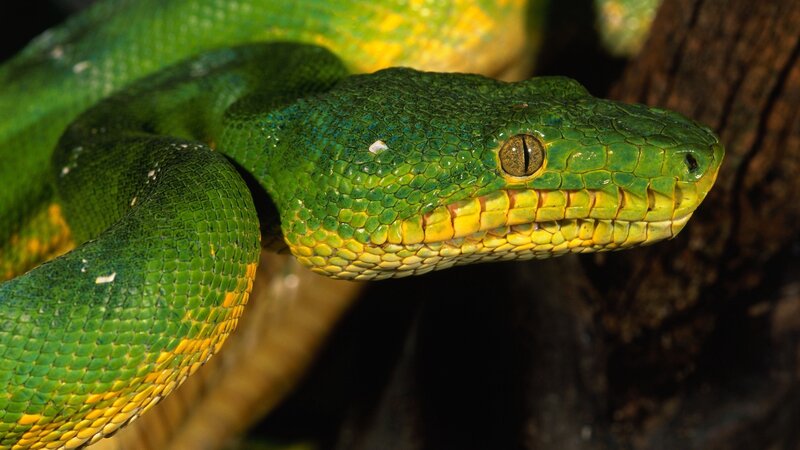 green tree python snake
