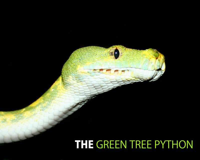 Green tree python